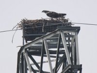 Fischadler (Pandion haliaetus) 48